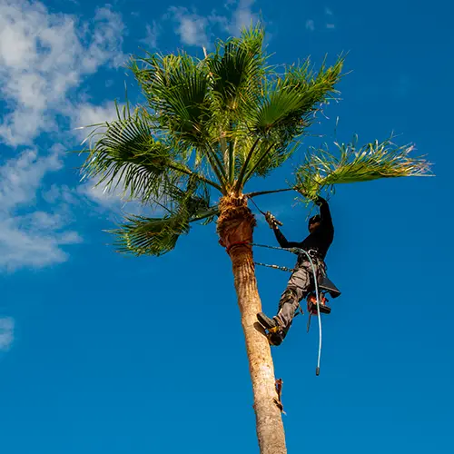 Palm Tree Trimming