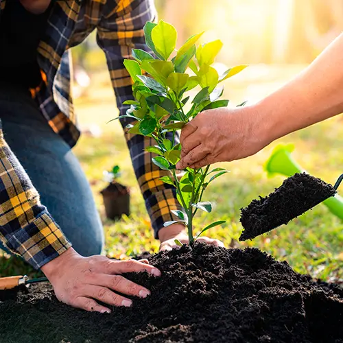 Trees & Shrubs Planting