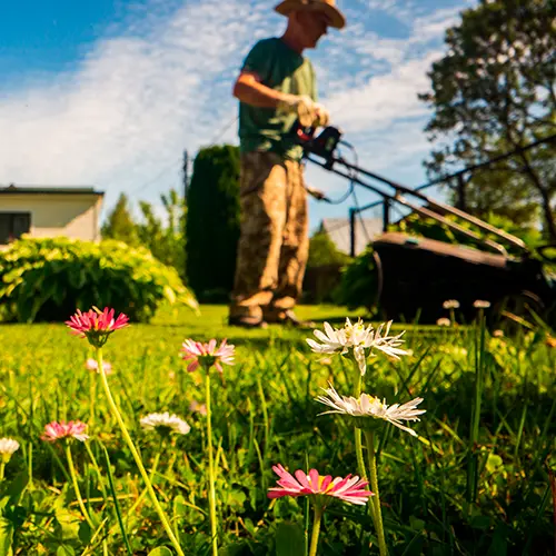 lawn care